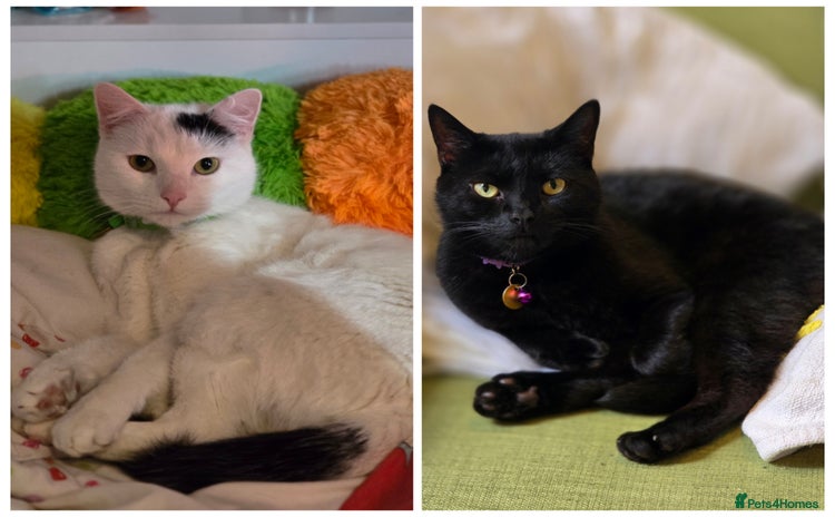 Mixed Breed cats - Advert 1