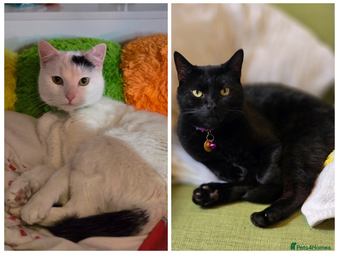 Mixed Breed cats for sale: Loki & Nova - Image 1