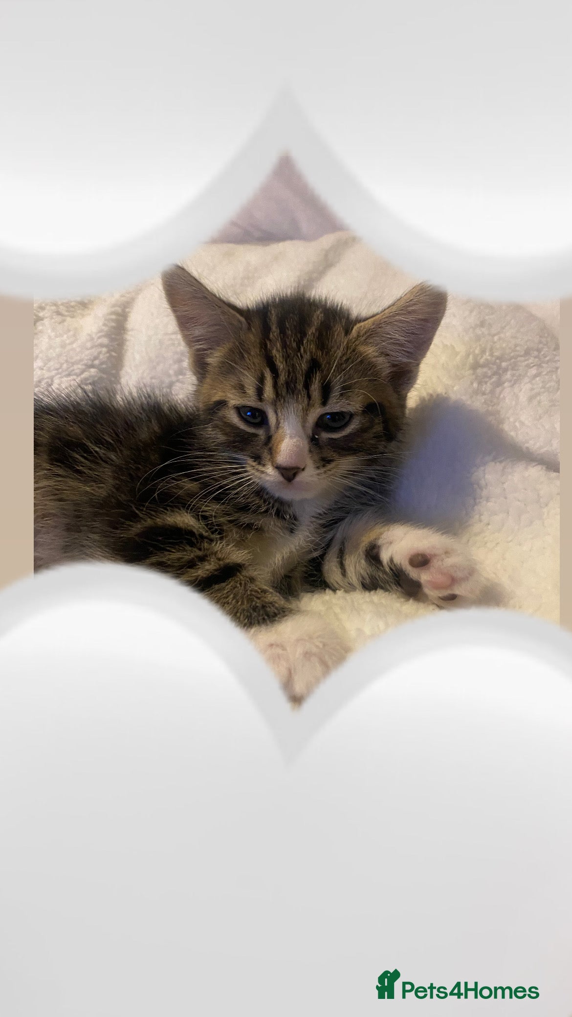 Mixed Breed cats One gorgeous kitten available  - Advert 4