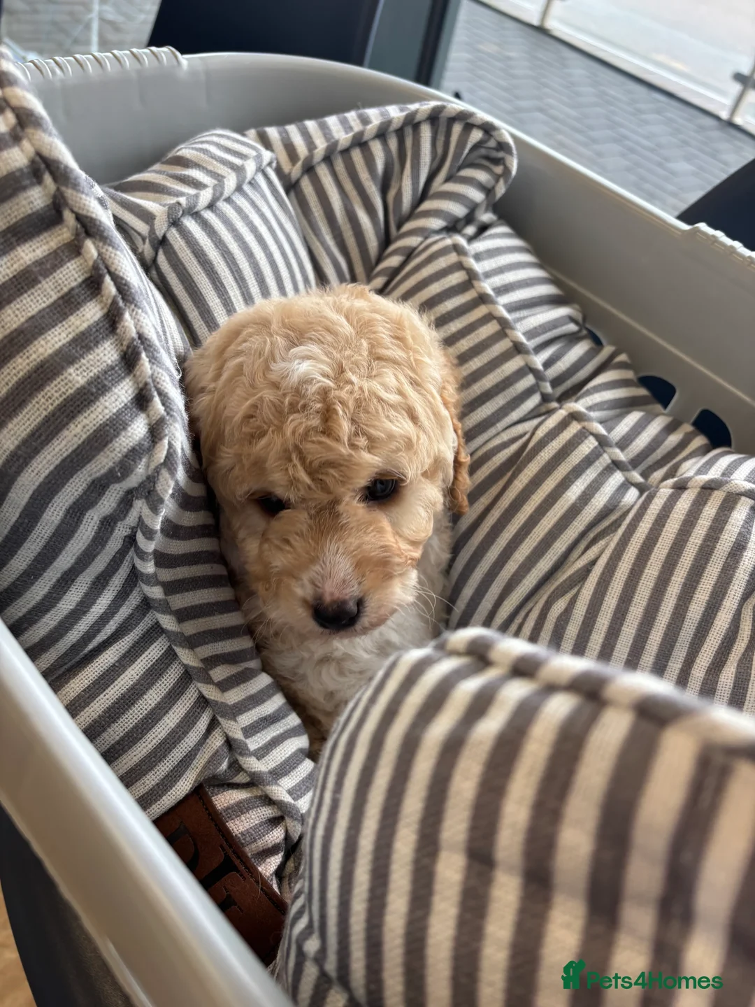 Labradoodle dogs for sale: Miniature Labradoodle puppies - Advert 22