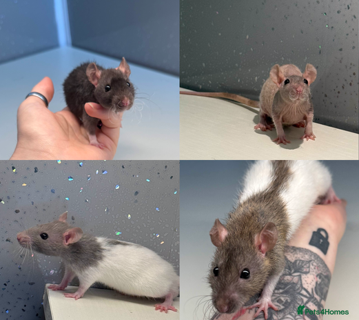 Rat rodents - Advert 3