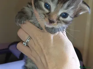 Mixed Breed cats KITTENS NEEDING GENUINE LOVING HOMES - Advert 4