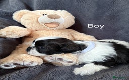 Shih Tzu dogs for sale: 6 beautiful shih tzu - Image 4