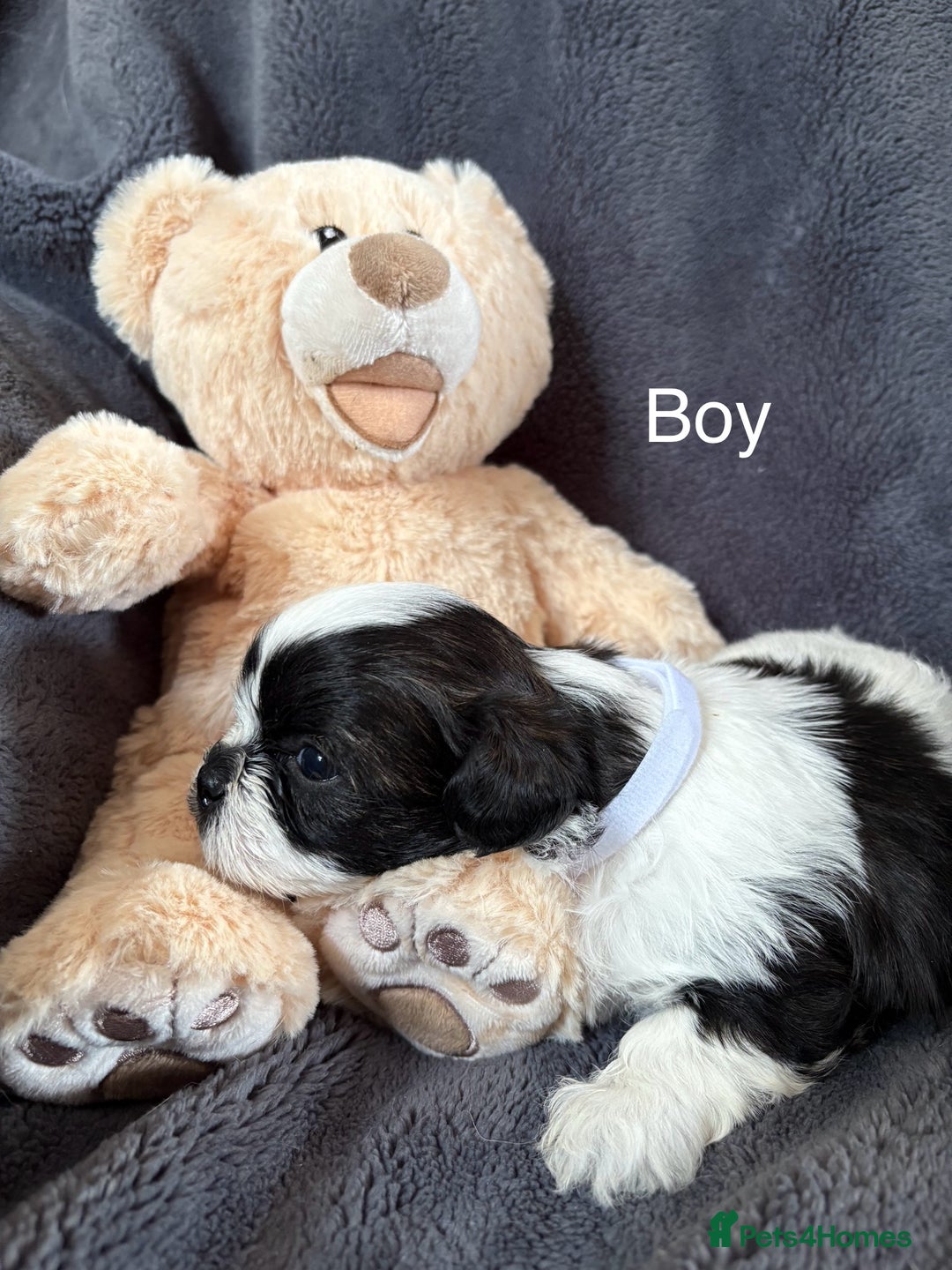 Shih Tzu dogs for sale: 6 beautiful shih tzu - Image 4