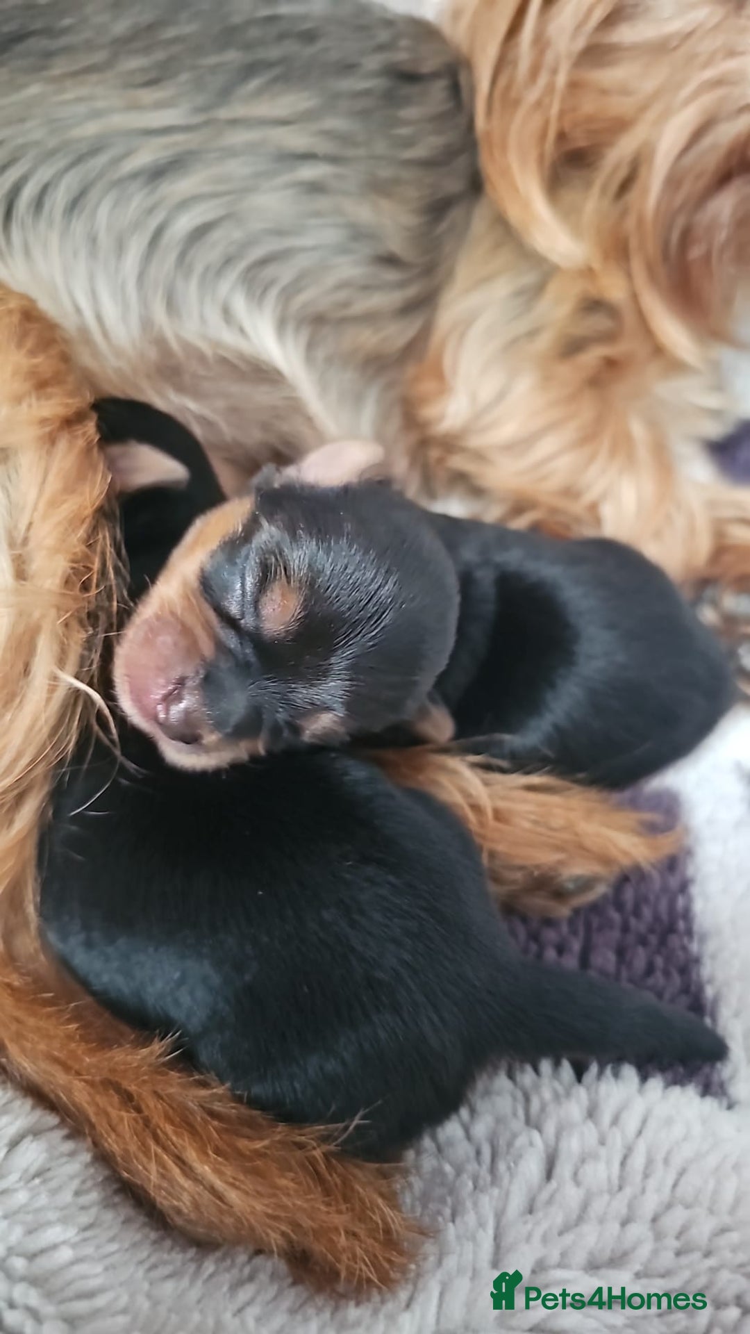 Yorkshire Terrier dogs for sale:  Yorkshire terriers🐶Kc.reg.💙1 BOY available 🧡💚 - Image 10