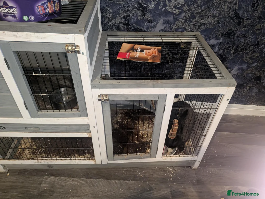 Chinchilla rabbits for sale: Giant rabbit  in Willenhall - Advert 3