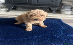 Miniature Poodle dogs for sale: miniature poodles 💕 - Image 1