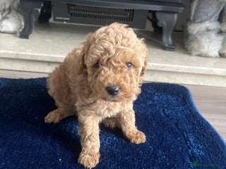 Miniature Poodle dogs - Advert 4