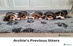 Beagle dogs for stud: Archie - Quality Proven KC Stud Dog in Plymouth - Image 6