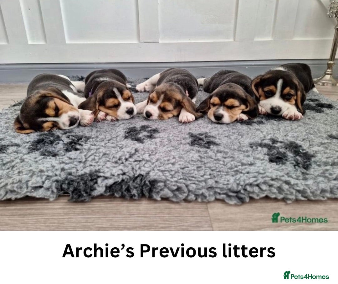 Beagle dogs for stud: Archie - Quality Proven KC Stud Dog in Plymouth - Image 6