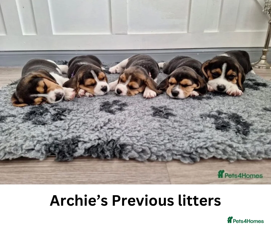 Beagle dogs for stud: Archie - Quality Proven KC Stud Dog in Plymouth - Advert 6