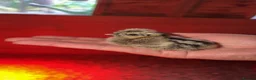 Chickens poultry for sale: Silkie Chicks - Advert 4