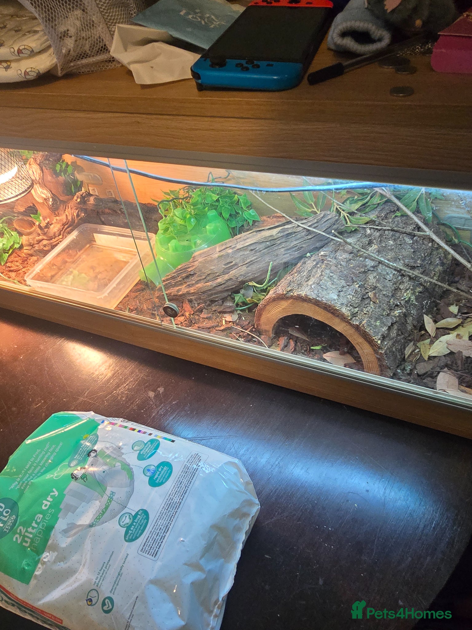 Boa Snake reptiles Dwarf boa snake  - Advert 3