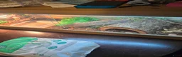 Boa Snake reptiles for sale: Dwarf boa snake  in Saltburn-by-the-Sea - Advert 1