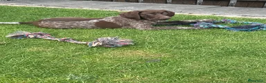 German Shorthaired Pointer 7