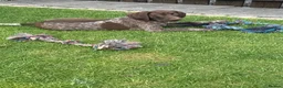 German Shorthaired Pointer dogs for sale: German Shorthaired Pointer Puppies  - Advert 2