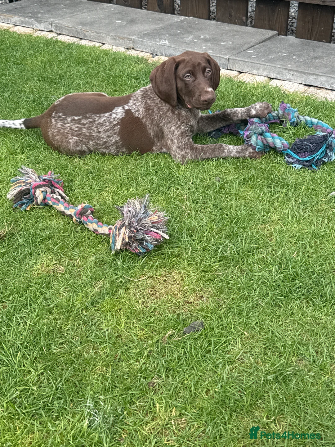 German Shorthaired Pointer dogs for sale: German Shorthaired Pointer Puppies  - Advert 2