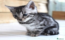 Bengal cats for sale: 2 CUTE SILVER FEMALE BENGAL KITTENS (TICA REG) - Image 9
