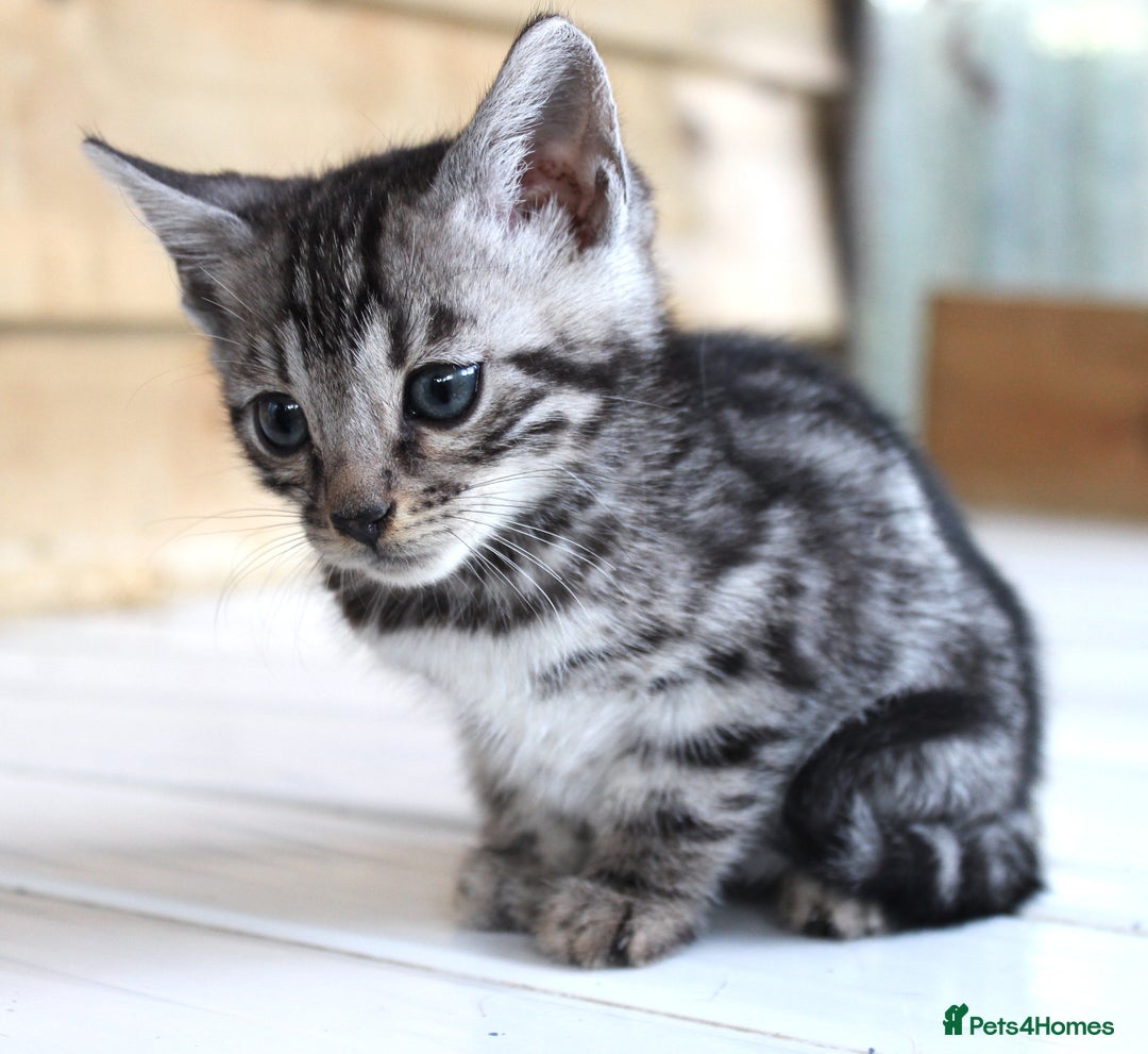 Bengal cats for sale: 2 CUTE SILVER FEMALE BENGAL KITTENS (TICA REG) - Image 9