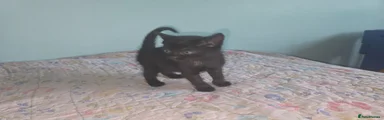 Mixed Breed Kitten 5