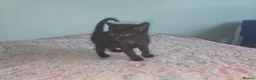 Mixed Breed cats for sale: we are looking for a home,  - Advert 2