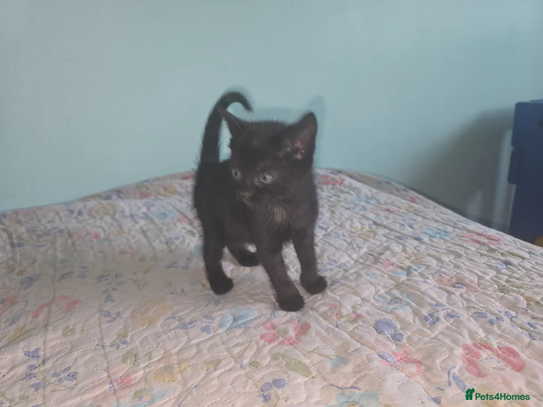 Mixed Breed cats for sale: we are looking for a home,  - Advert 2