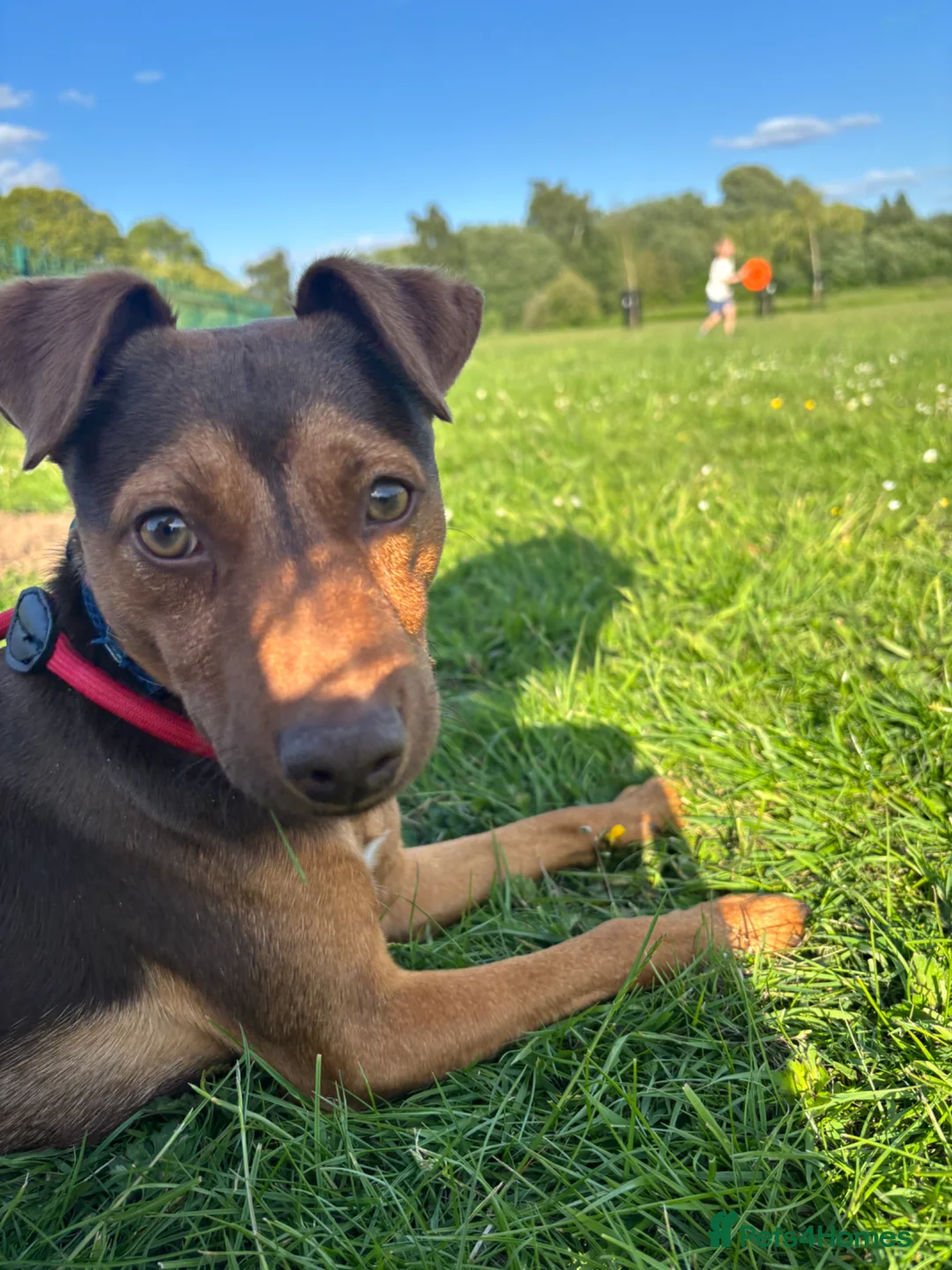 Jack Russell dogs for sale: 19 month old male Jack russel - Advert 2
