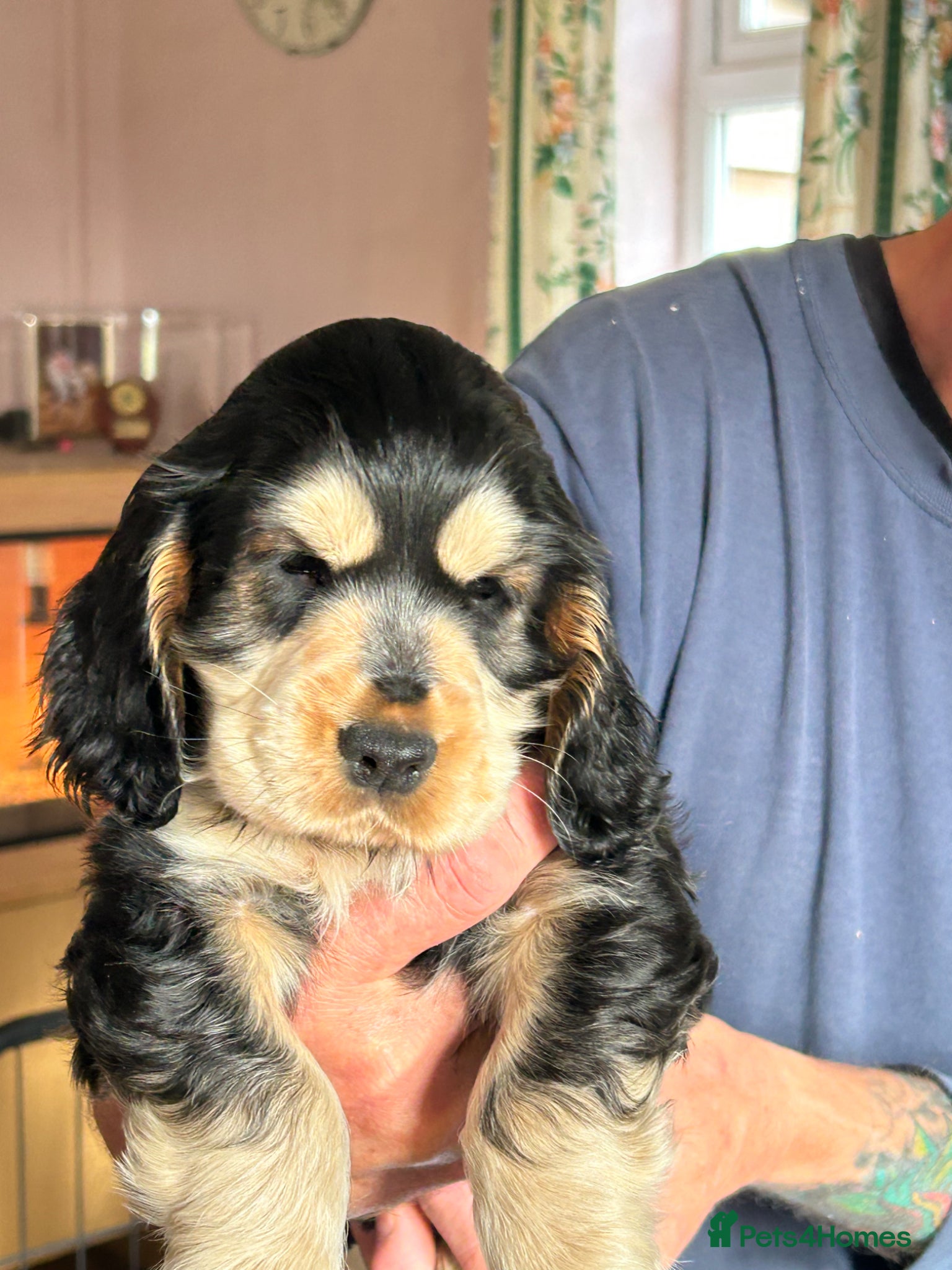 Cocker Spaniel dogs Beautiful show cockers for sale  - Advert 17