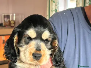 Cocker Spaniel dogs Beautiful show cockers for sale - Advert 17