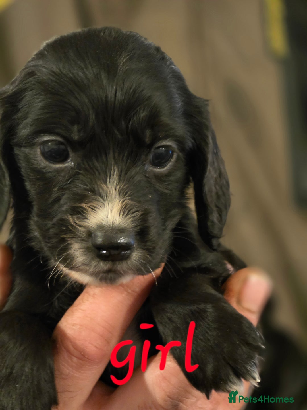 Cocker Spaniel dogs for sale: A stunning litter of cocker spaniel puppies  - Advert 9