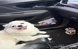 Pomchi dogs for stud: 2yr old Pomchi for Stud - Advert 5