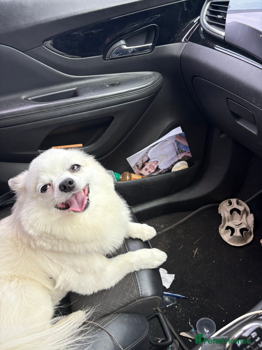 Pomchi dogs for stud: 2yr old Pomchi for Stud - Advert 5