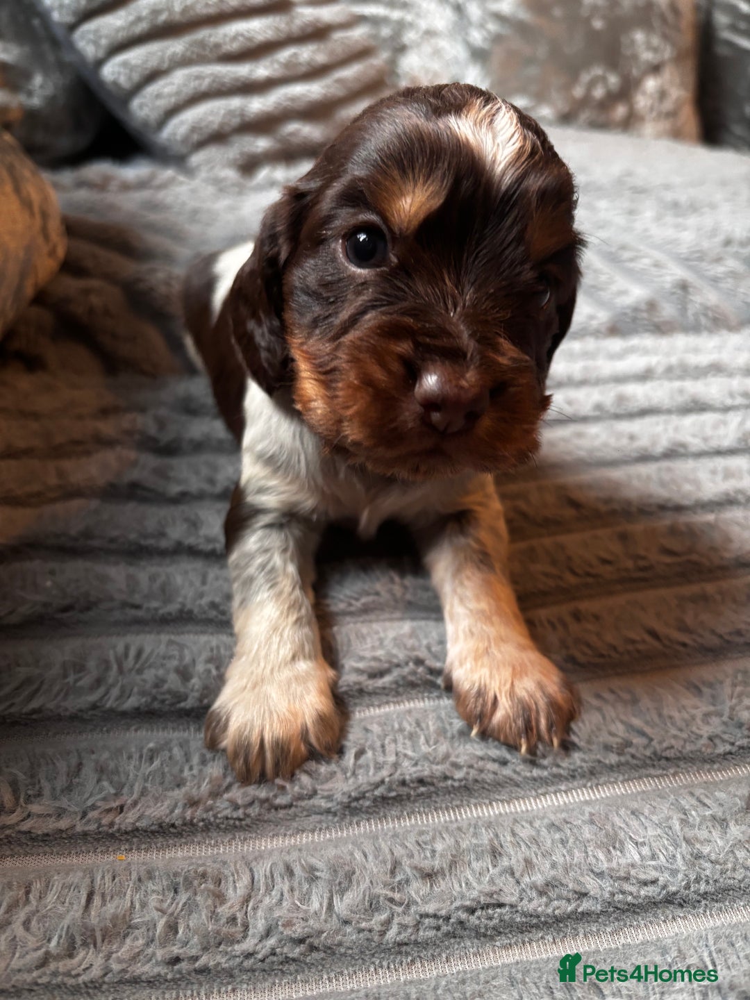 Cocker Spaniel dogs for sale: 8 beautiful cocker Spaniel puppies  - Advert 3