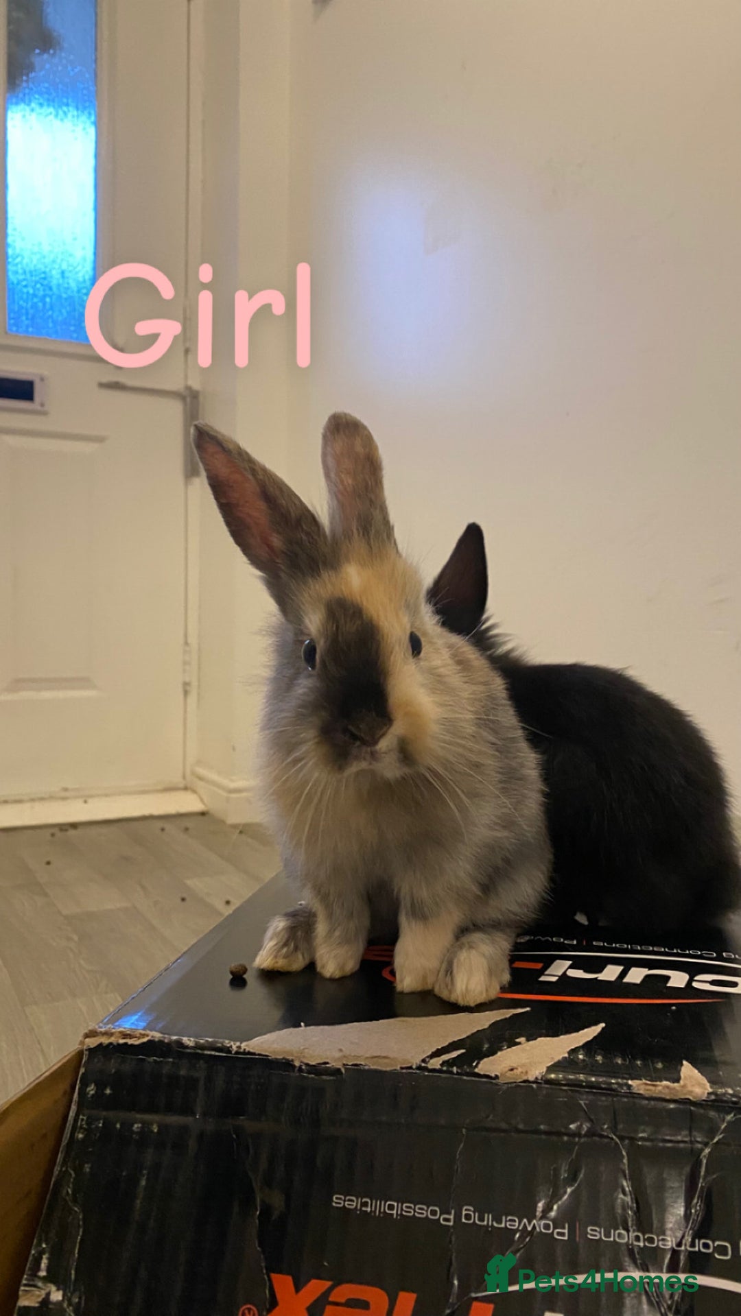 Mixed Breed rabbits for sale: 4 Bunnies For Sale  - Advert 1