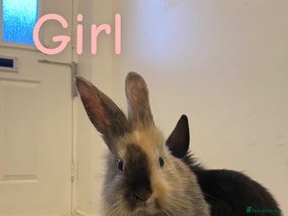 Mixed Breed rabbits 4 Bunnies For Sale - Advert 1