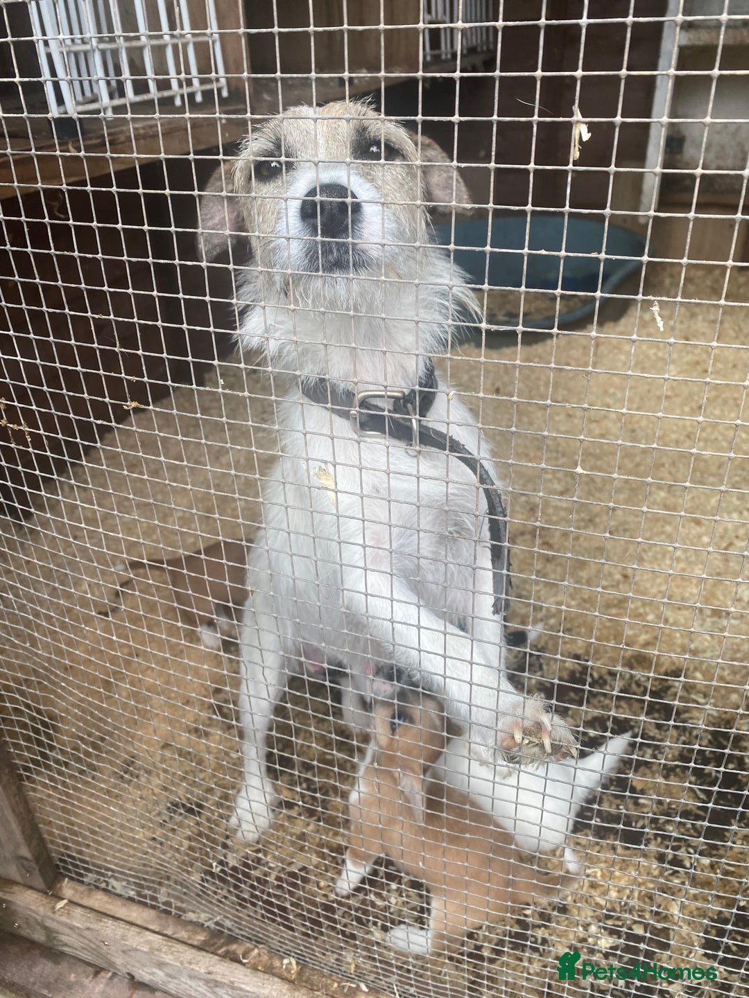 Jack Russell dogs for sale: Jack Russell puppies - Image 6