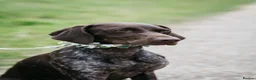 German Shorthaired Pointer dogs for sale: GSP puppies due November 2026- waiting list 🐾 in Reading - Advert 2