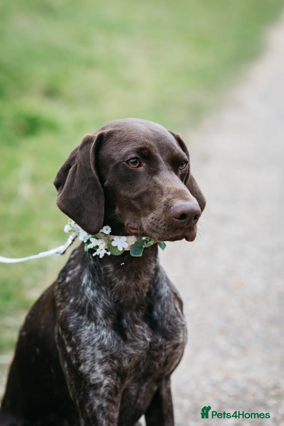 German Shorthaired Pointer dogs for sale: GSP puppies due November 2026- waiting list 🐾 in Reading - Advert 2
