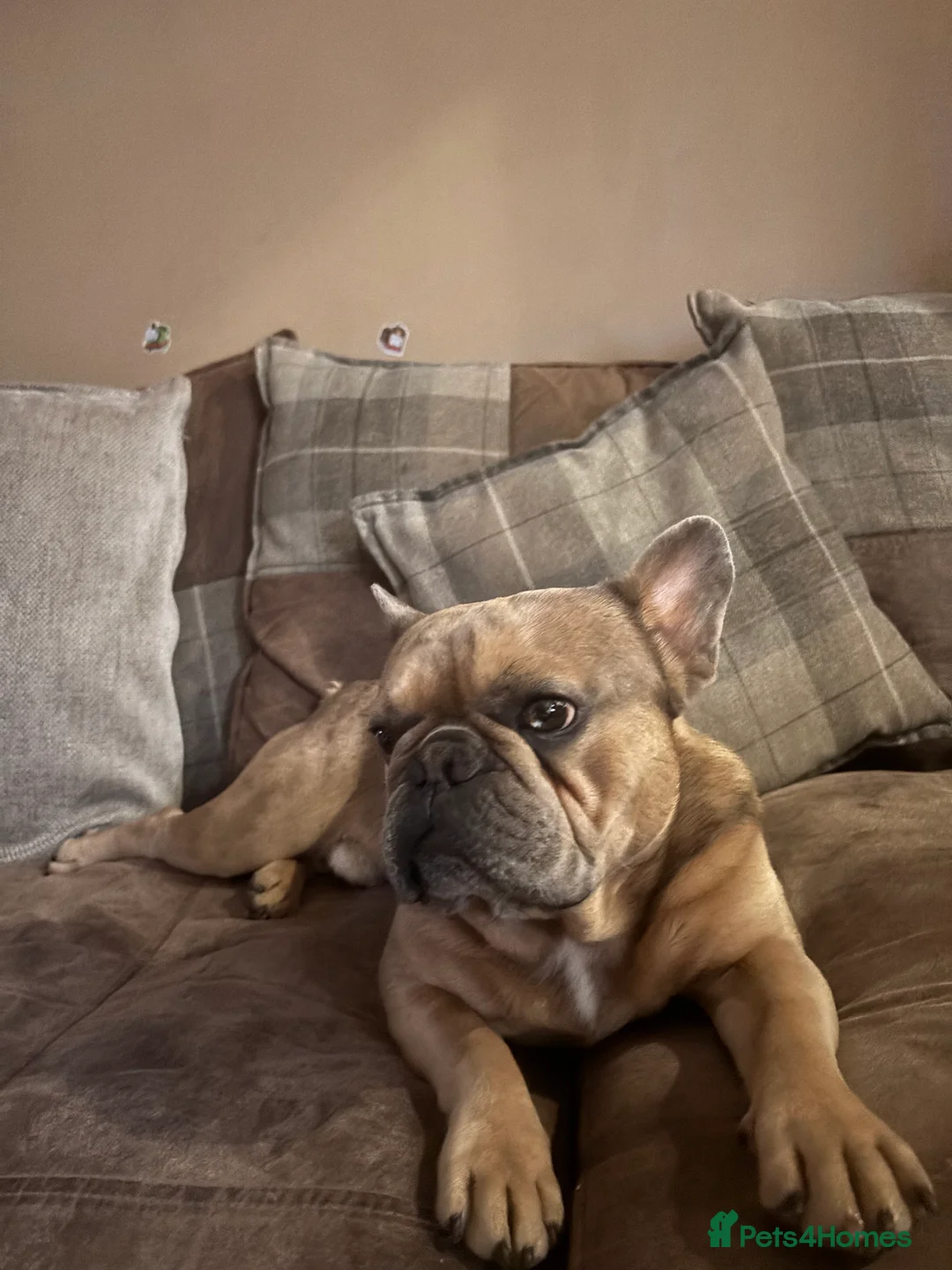 French Bulldog dogs for stud: Free - French Bulldog Stud - New Shade Lilac Merle - Advert 2