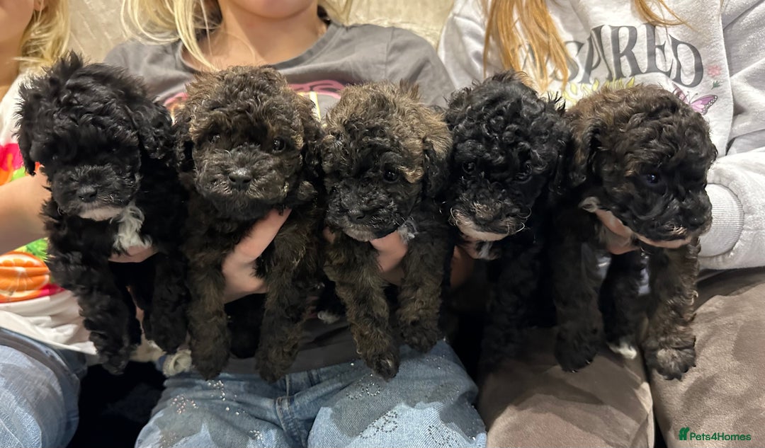 Toy Poodle dogs for sale: Kc Tiny toy poodles DNA 🧬 clear  - Advert 7