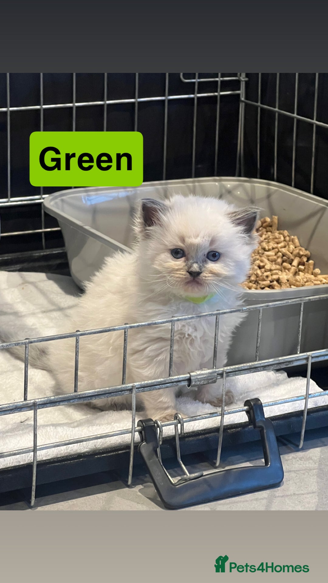 Ragdoll cats for sale: 🤍5 gorgeous female ragdoll kittens for sale🤍 - Advert 4