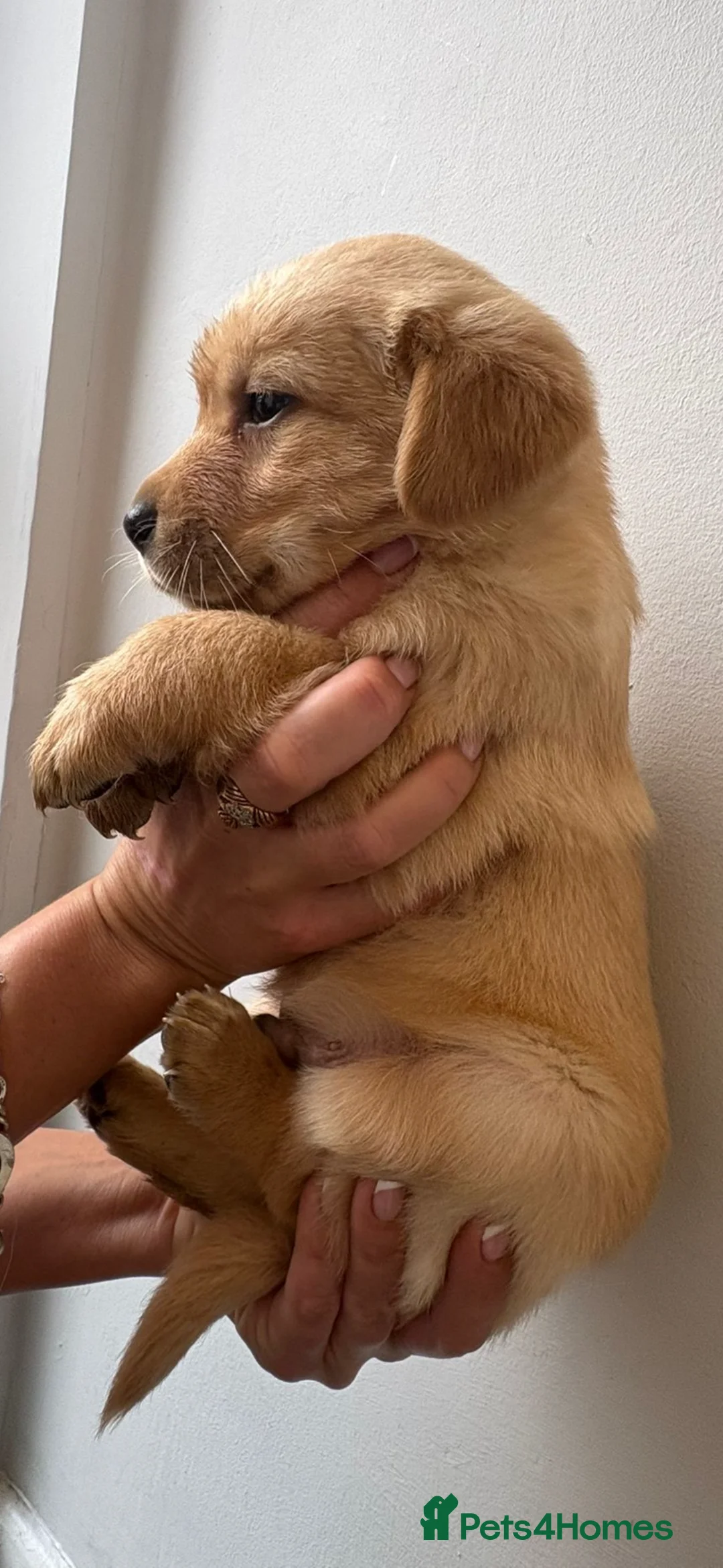 Labrador Retriever dogs for sale: Labrador pups - Advert 8