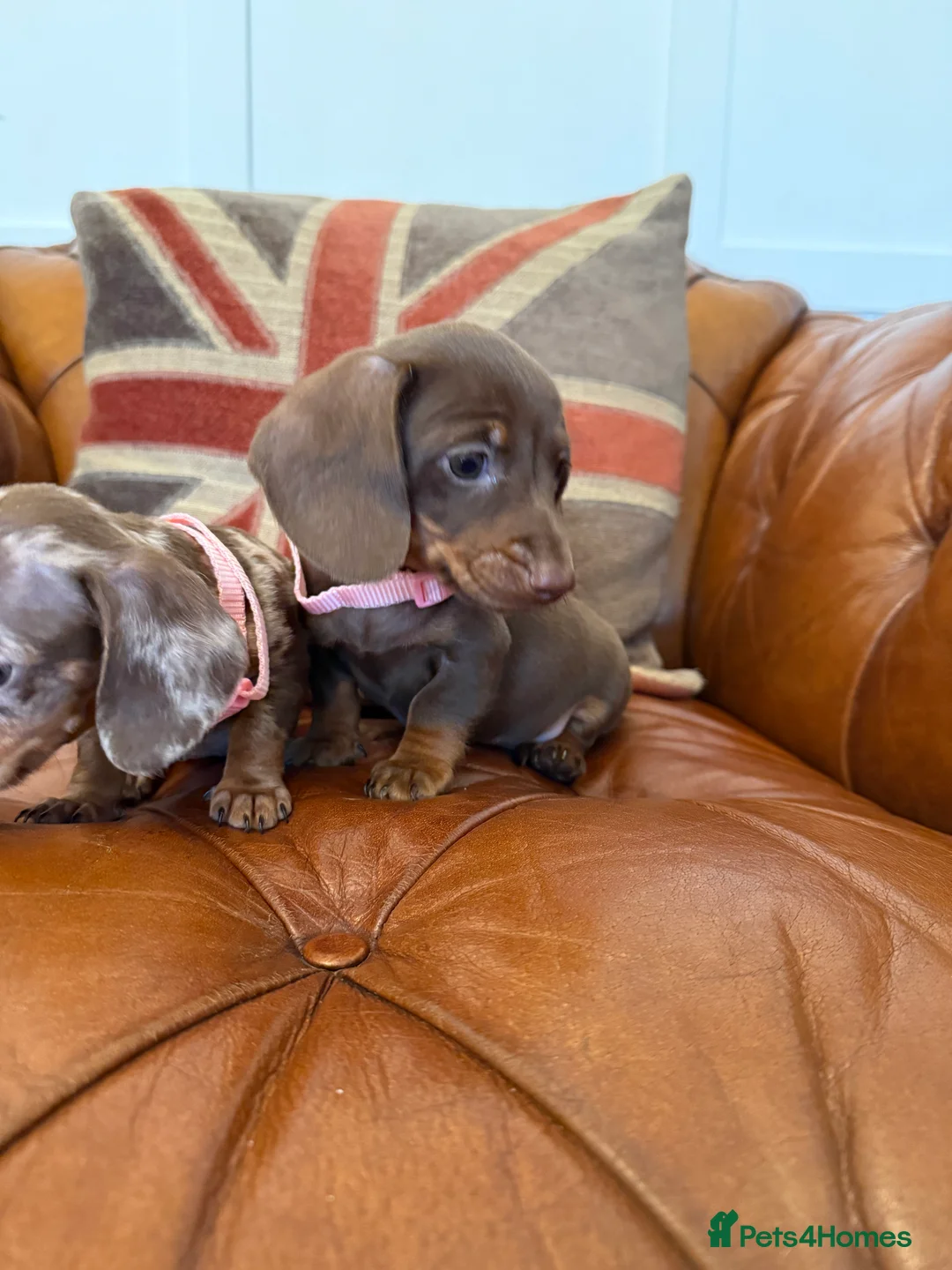 Miniature Dachshund dogs for sale: Beautiful Miniature Dachshunds 5 ⭐ License Breeder - Advert 18