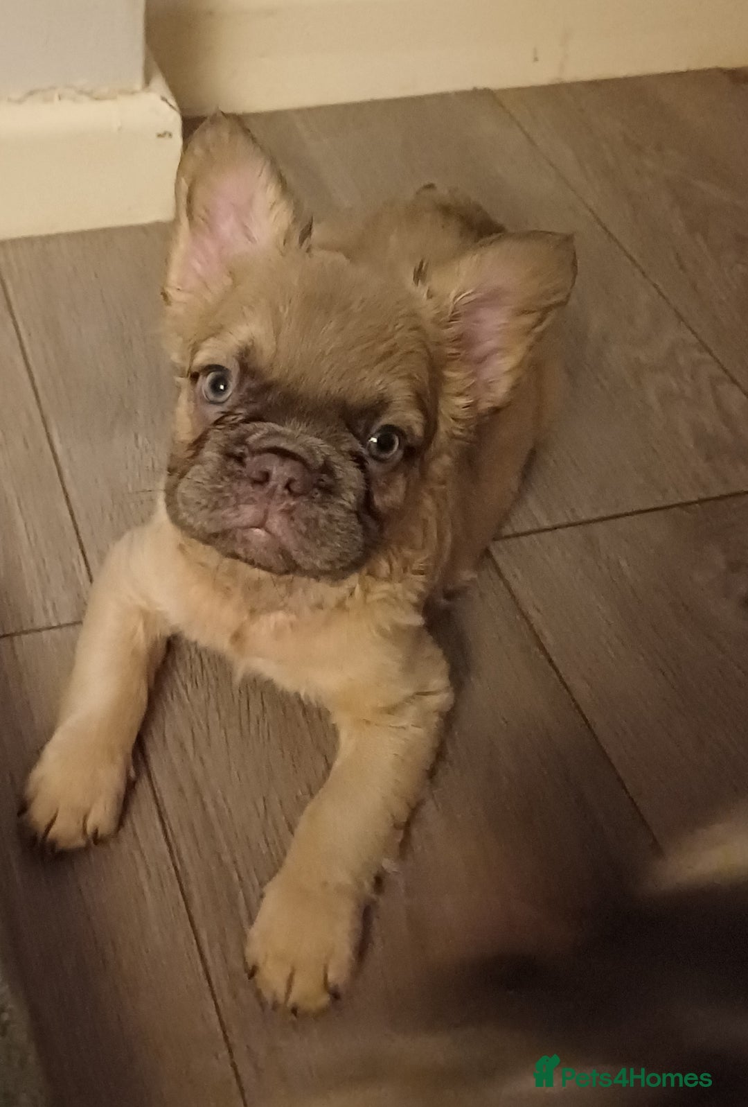 French Bulldog dogs for sale: Quality French Bulldog Puppies – Well Socialised - Advert 10