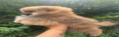 Pomeranian 3