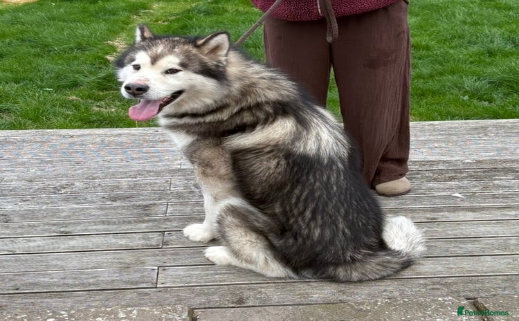 Alaskan Malamute dogs - Advert 1