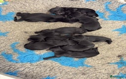 Flat coated Retriever dogs for sale: Beautiful home reared pups  - Image 2