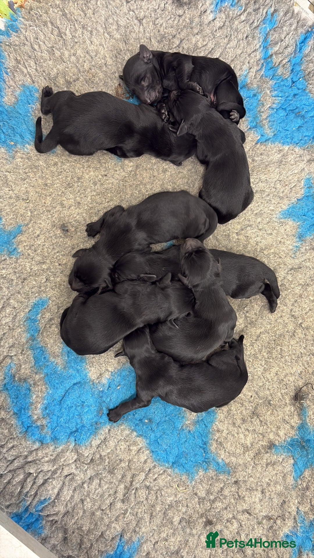 Flat coated Retriever dogs for sale: Beautiful home reared pups  - Image 2