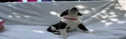 Mixed Breed dogs for sale: German shepherd mix puppies! - Advert 5