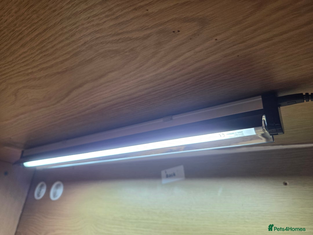 Tortoise reptiles for sale: Leopard toitoise - Advert 3